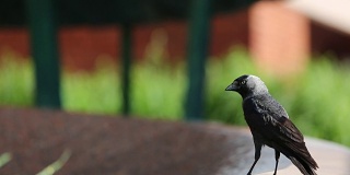 寒鸦是一种深色的鸟，基本上它是黑色的，在阳光和炎热的日子里，它需要喝水，甚至从城市的喷泉。