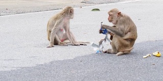 野生猴子或猕猴舔冰淇淋纸包里的冰淇淋