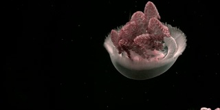 深海水母。4 k。