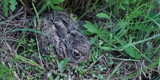 一只受惊的小兔子正坐在草地上。