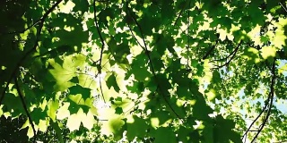 阳光在森林的树叶间穿行，阳光的光芒在枫叶间闪耀，慢镜头
