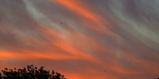 慢镜头，划过天空背景上的粉红云飞翔的海鸥