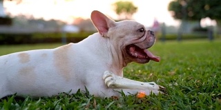 快乐的狗的生活。一只法国斗牛犬在绿色的户外花园和主人玩耍后坐在一起。