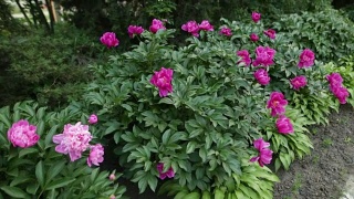 植物园的花园里盛开着美丽的粉红色牡丹视频素材模板下载
