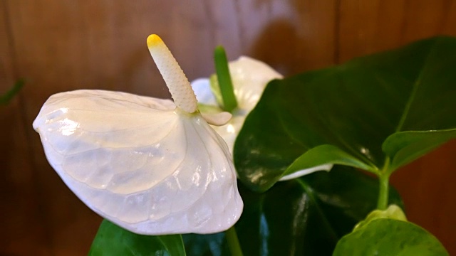 白帆花，俗称和平百合、白帆花、佛牙花，是天南星科室内室内植物。属名的意思是spathe-leaf，并以古斯塔夫沃利斯命名。