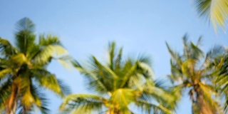 椰子树冠在蓝天阳光从地面的视角。