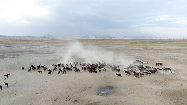鸟瞰图。一群飞奔的野马。土耳其Kayseri野马。