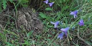 一只受惊的小兔子正坐在草地上。