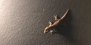 Close up lizard on the wall near light bulb.