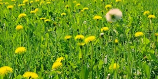 绿色的林间空地上盛开的黄色的蒲公英。绿色的春天的田野和野花