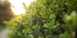 多莉拍摄的绿色灌木与阳光和耀斑在慢镜头