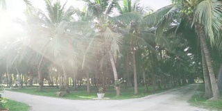 椰子树和阳光