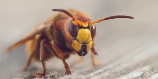 大黄蜂近距离捕捉野生动物，动作微妙，动作缓慢