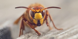 大黄蜂近距离捕捉野生动物，动作微妙，动作缓慢