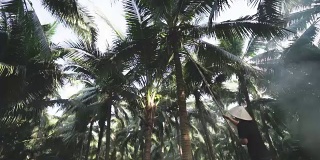 人们正在收获生产椰子