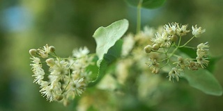 近距离观察小叶子的酸橙花在风中摇曳。背景上模糊的菩提树叶子。