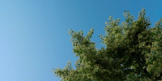 开花菩提树冠的长shot。背景是蓝色的天空。大黄蜂给树授粉。