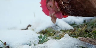 有机农场里的放养鸡在雪地里啄食