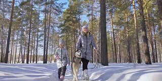 美丽的女人和小孩走在冬天的森林与哈士奇狗。快乐的年轻母亲和女儿在冬季公园与哈士奇狗。雪林中的西伯利亚哈士奇。