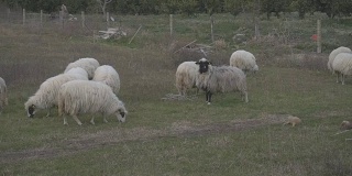 在草地上吃草的绵羊