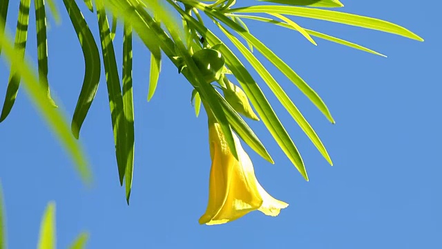 阳光下的黄色夹竹桃，泰国清迈