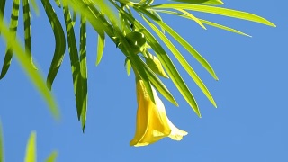 阳光下的黄色夹竹桃，泰国清迈视频素材模板下载