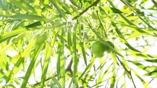 阳光下的夹竹桃，泰国清迈视频素材模板下载