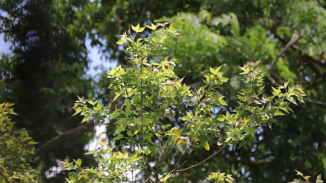 Close up leaf of Maple tree