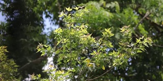 Close up leaf of Maple tree