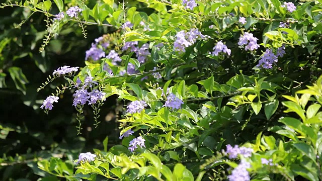 特写小白混紫罗兰花或紫堇花