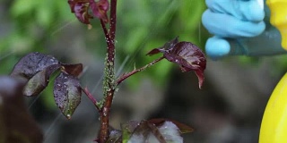 蚜虫在玫瑰。影响玫瑰的昆虫通常被认为是害虫