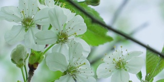 仔细看看普通梨花的白色花朵