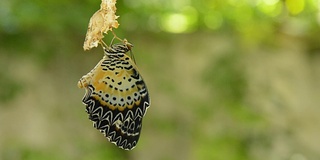 蝴蝶从茧蜕变到准备在铝衣线上飞行