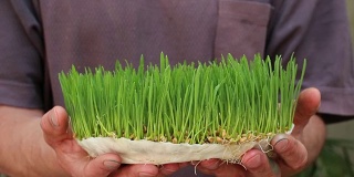 种植麦草是诺鲁孜节最常见的传统准备之一
