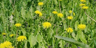 黄色的蒲公英花和夏日草地上的绿草