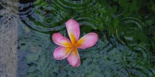 热带花鸡蛋花躺在雨中的水里