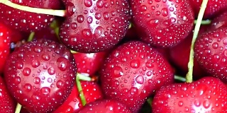 成熟多汁的深红色樱桃与水滴