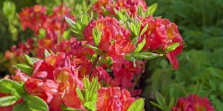 杜鹃属植物的红色鲜花