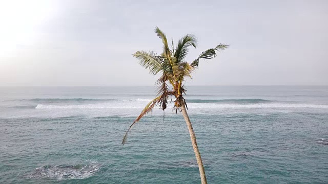 无人机从地面上升到令人惊叹的阳光灿烂的海洋泡沫海浪全景显示一棵椰子树