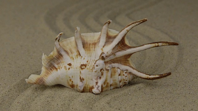 一个美丽的贝壳躺在沙做的“之”字形上
