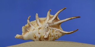 美丽的贝壳躺在沙滩上。孤立的