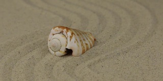 一个美丽的贝壳躺在沙做的“之”字形上