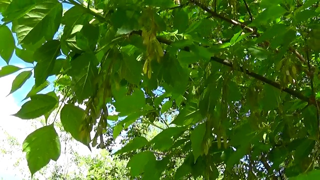 花和果实。风中的白蜡树枝。视频高清静态摄像机拍摄