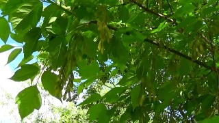 花和果实。风中的白蜡树枝。视频高清静态摄像机拍摄视频素材模板下载
