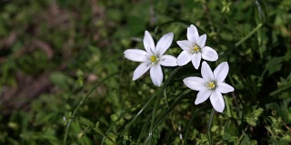 绿草如茵的草地，白色的花朵，和煦的春风