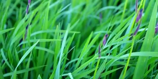绿草如茵的田野——春季景观的高清