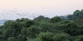鸟群在树冠上飞行