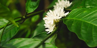 罗布斯塔咖啡花在绿色的树枝上绽放。