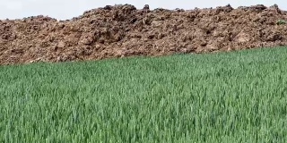 新鲜的肥料堆在麦田的边缘。春季农业。