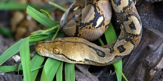 python(莫雷利亚viridis)。眼睛的特写